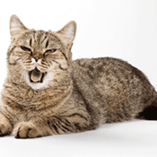 bruits de chat